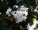 یاسمن سپید, Poet's Jasmine, Jessamine,common white jasmine
